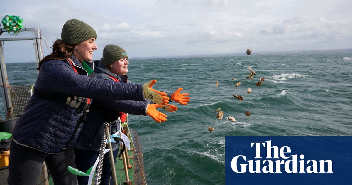 Oysters doing well in Firth of Forth after reintroduction, say experts | Marine life