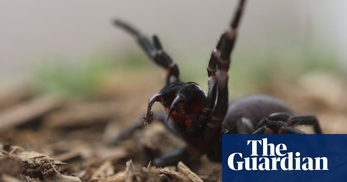 ‘Learn how to safely catch funnel-webs’: Sydneysiders tasked with hunt for venom as spiders’ breeding season begins | Sydney