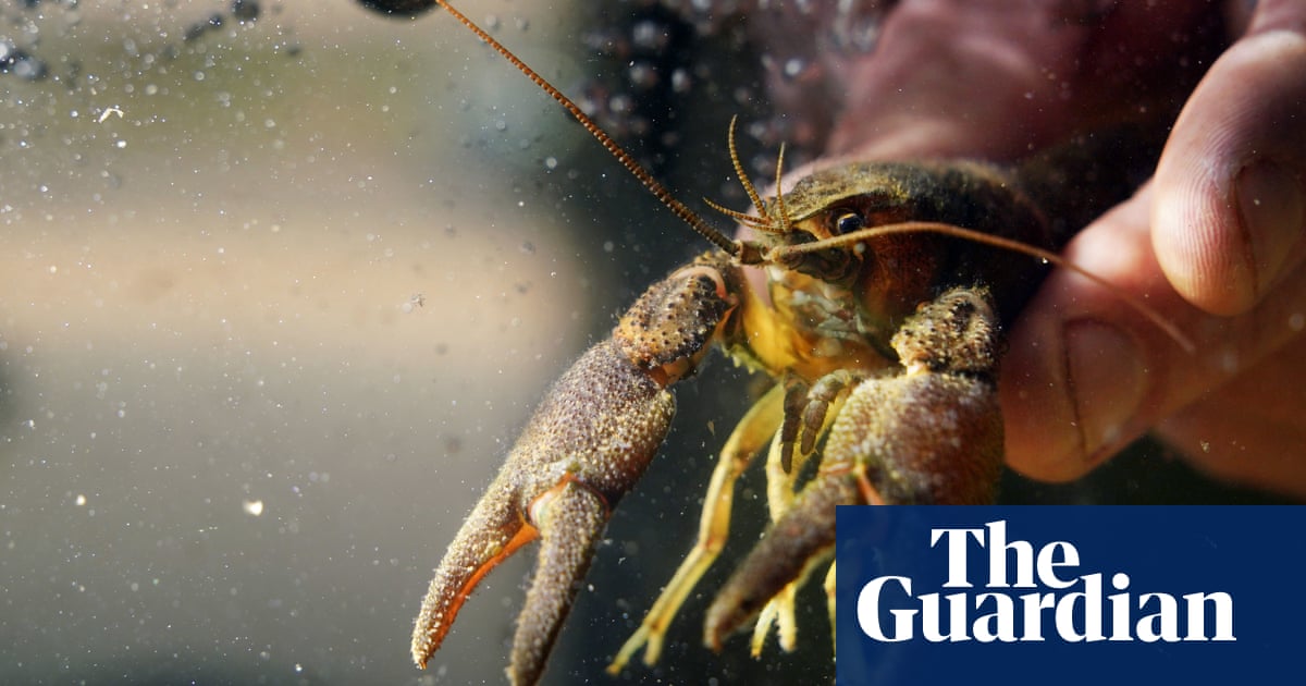 Rescue mission begins after mysterious crayfish deaths in Northumberland | Northumberland