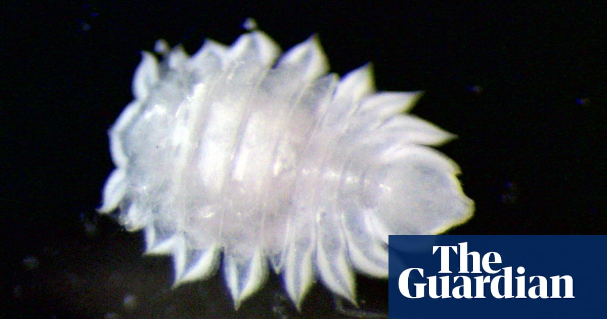 Pint-sized crustacean named after New Zealand brewery to boost interest in marine life | New Zealand