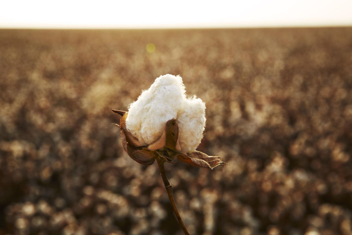 Supima Cotton Celebrates Its Harvest Season And View On Sustainability