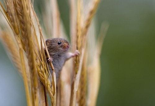 20 Shortlisted Photos Of Close-Up Photographer Of The Year