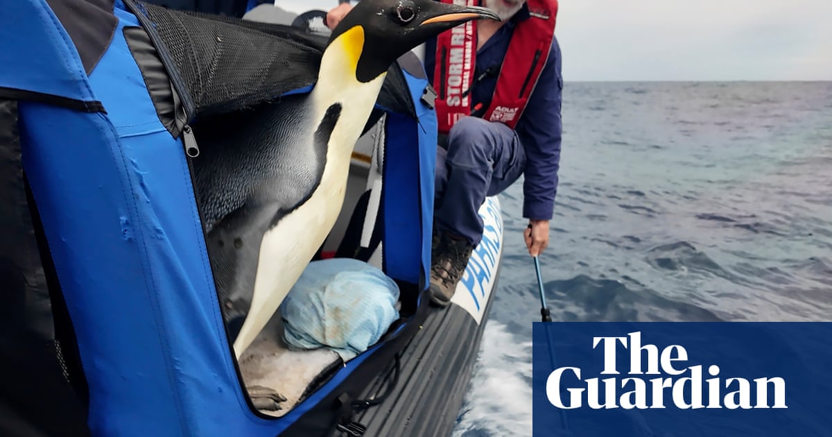 Emperor penguin that travelled 3,000km to West Australian beach begins long journey home | Western Australia