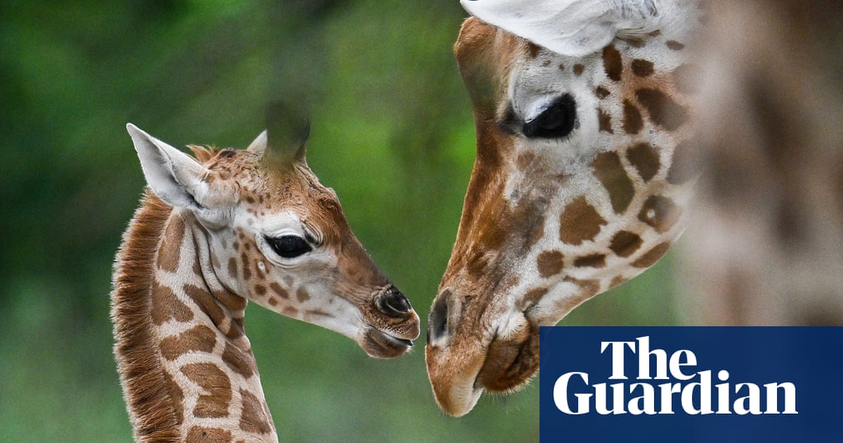 US moves to list giraffes under Endangered Species Act for first time | Endangered species