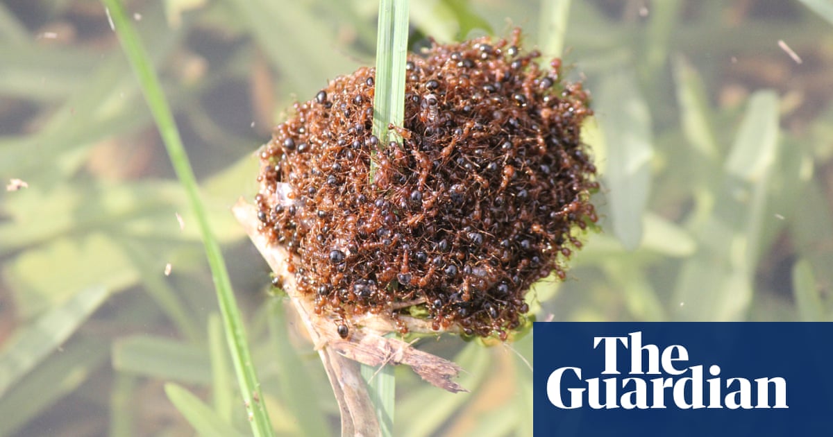 Fire ant rafts could float down Queensland river after recent heavy rains, expert warns | Australia news