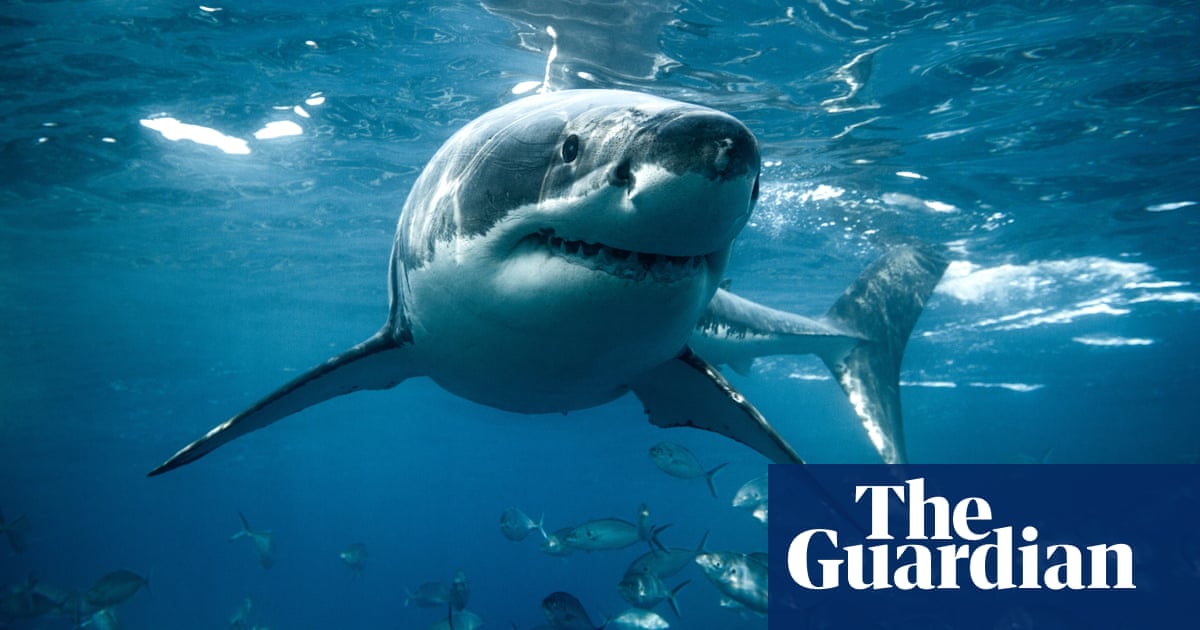 Largest great white shark ever caught in Queensland control program was pregnant with four pups | Sharks