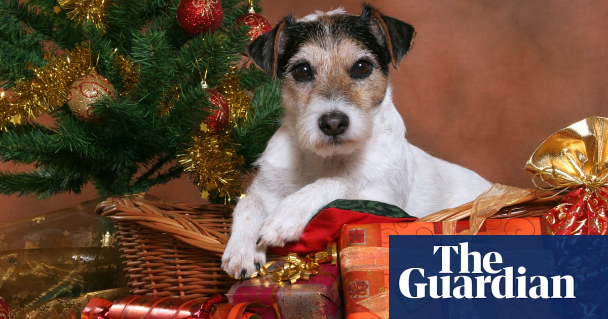 UK sales of seasonal pet treats, toys and food rocketing | Christmas