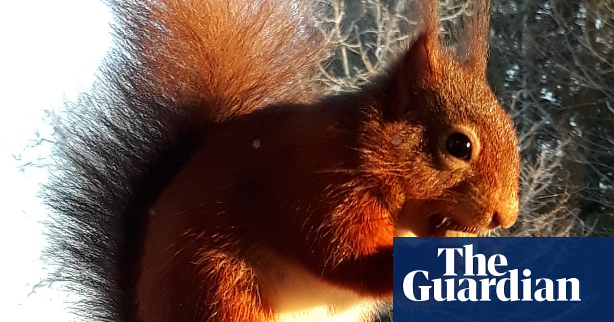 Red squirrels to vanish from England unless vaccine against squirrelpox funded | Wildlife