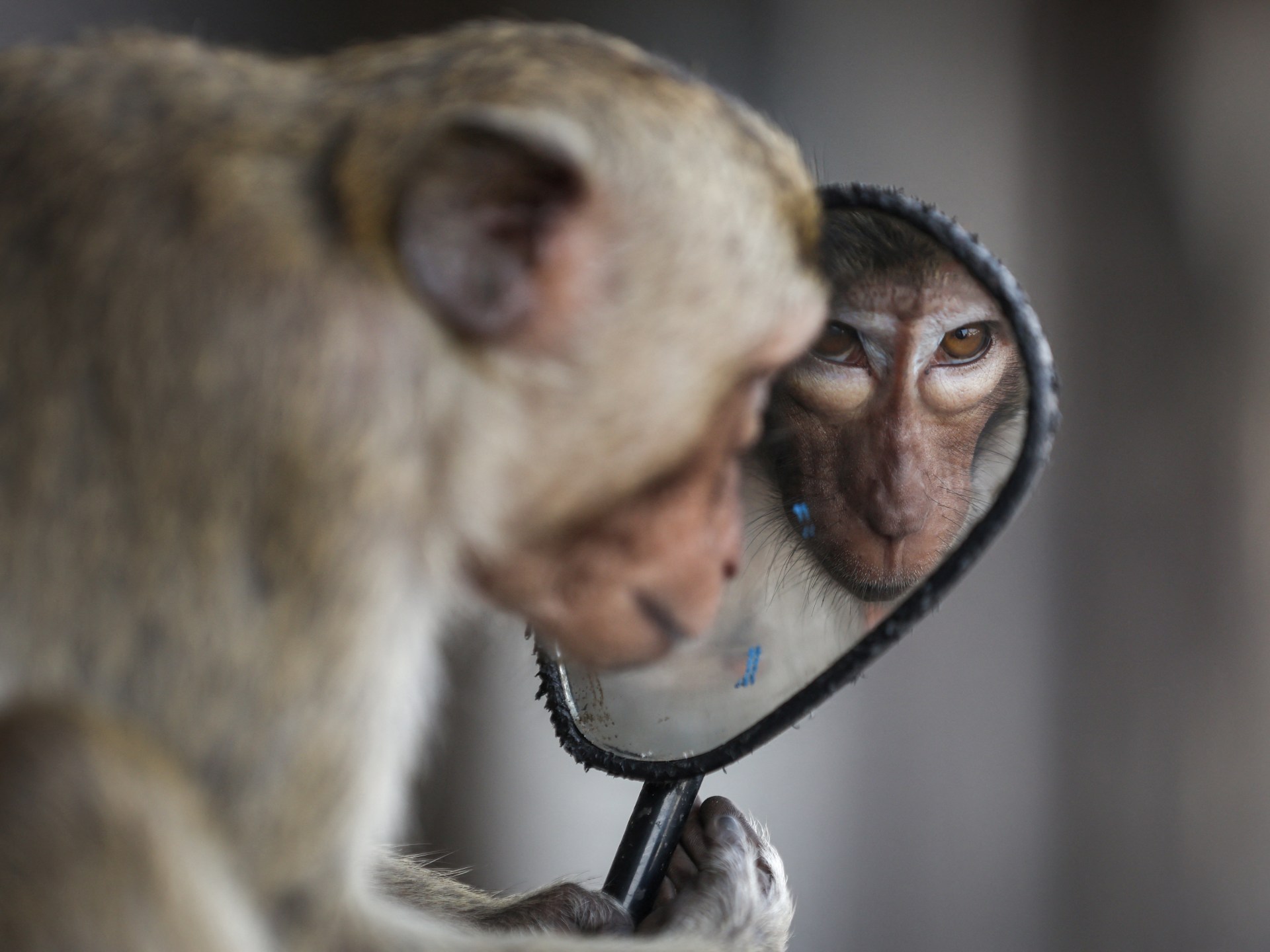 No more monkey mania as Thai city clamps down | In Pictures