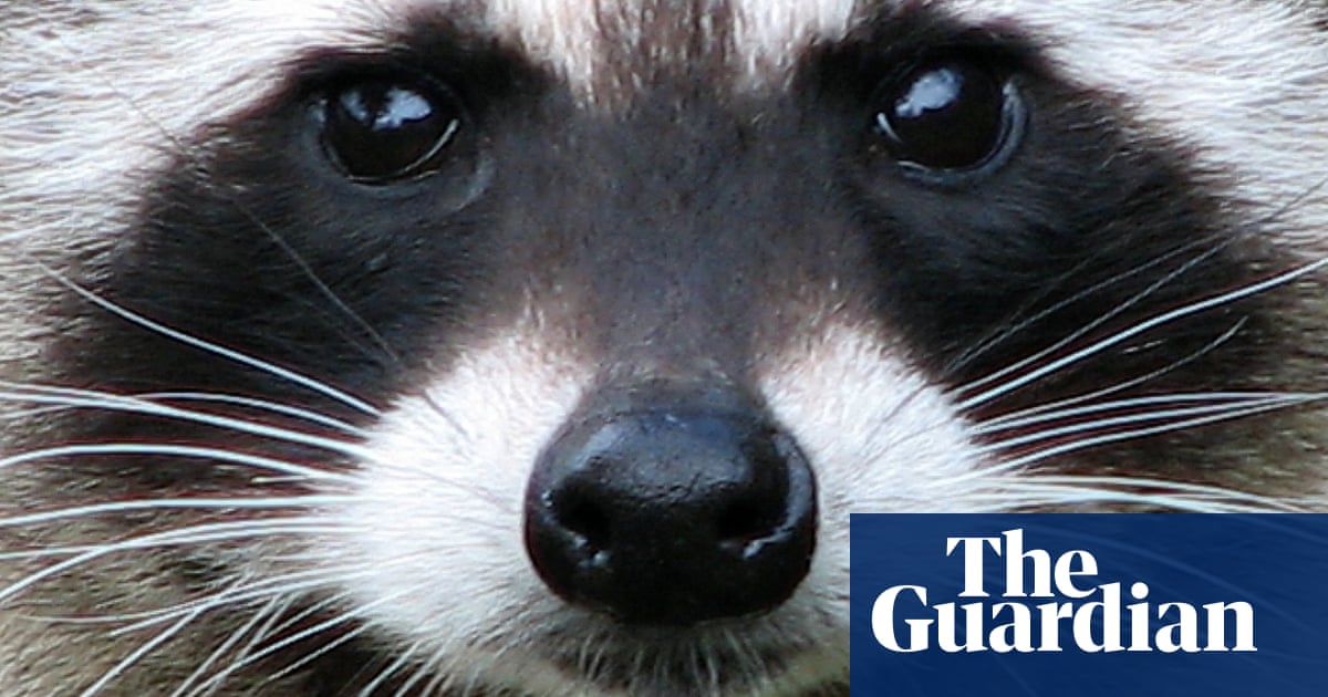 Dogs and drones sent to find raccoons after Isle of Wight zoo escape | Isle of Wight