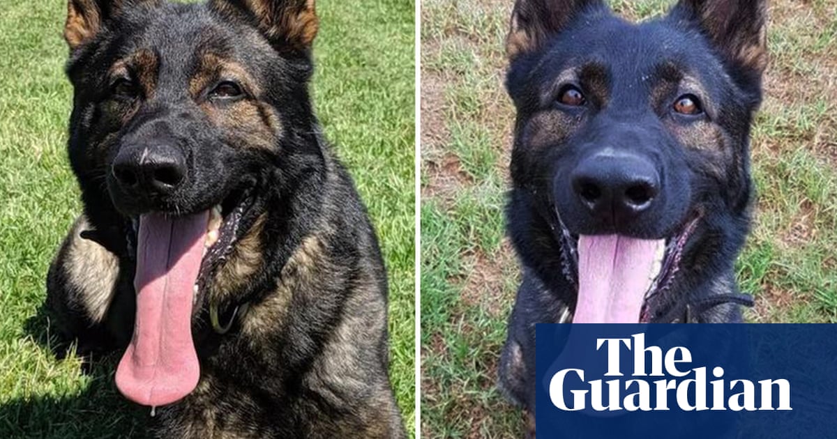 NSW police dogs died in car’s special cooling ‘pod’ when engine switched off, force says | Australian police and policing