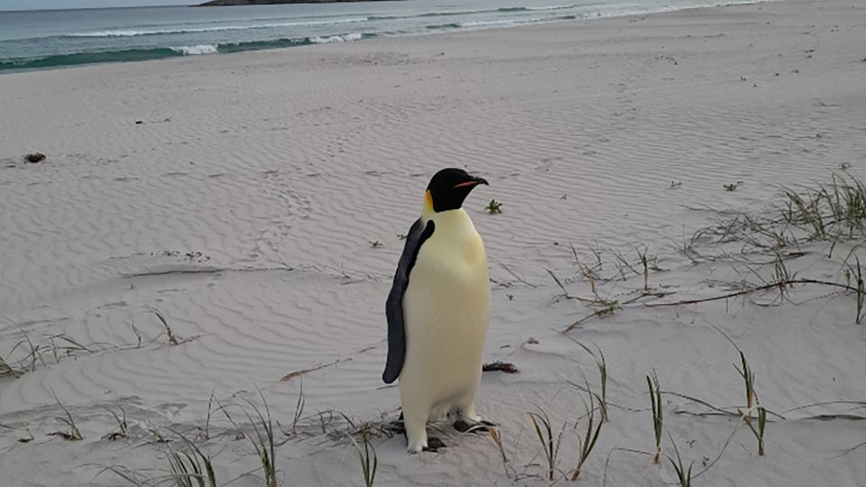 Emperor penguin turns up on Australian beach, thousands of miles from home