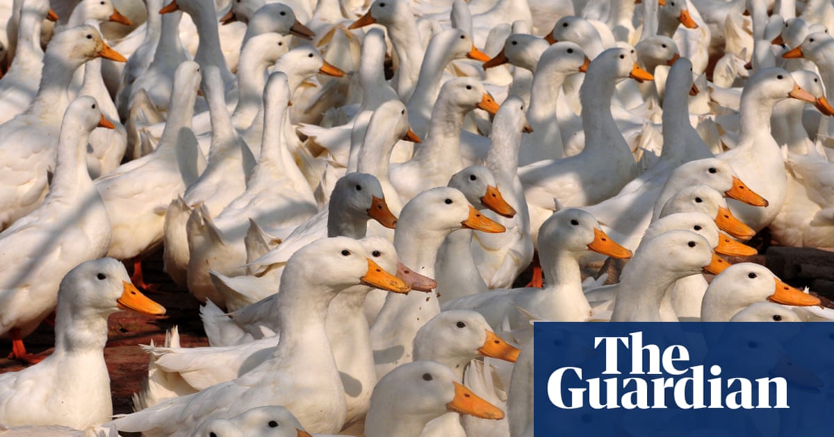 Victorian government criticised over ‘barbaric’ use of firefighting foam to kill 30,000 farmed ducks | Victoria