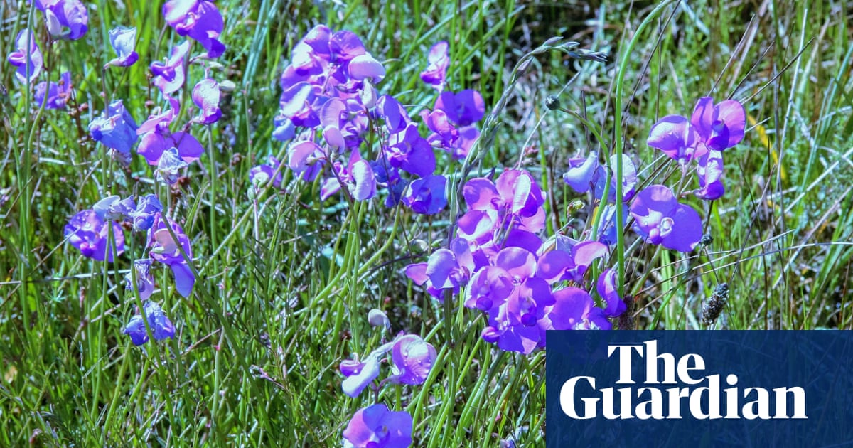 Spiky blue devils and chocolate lilies: Victorian grassland bursts with wildflowers after ecological ‘reset’ | Environment