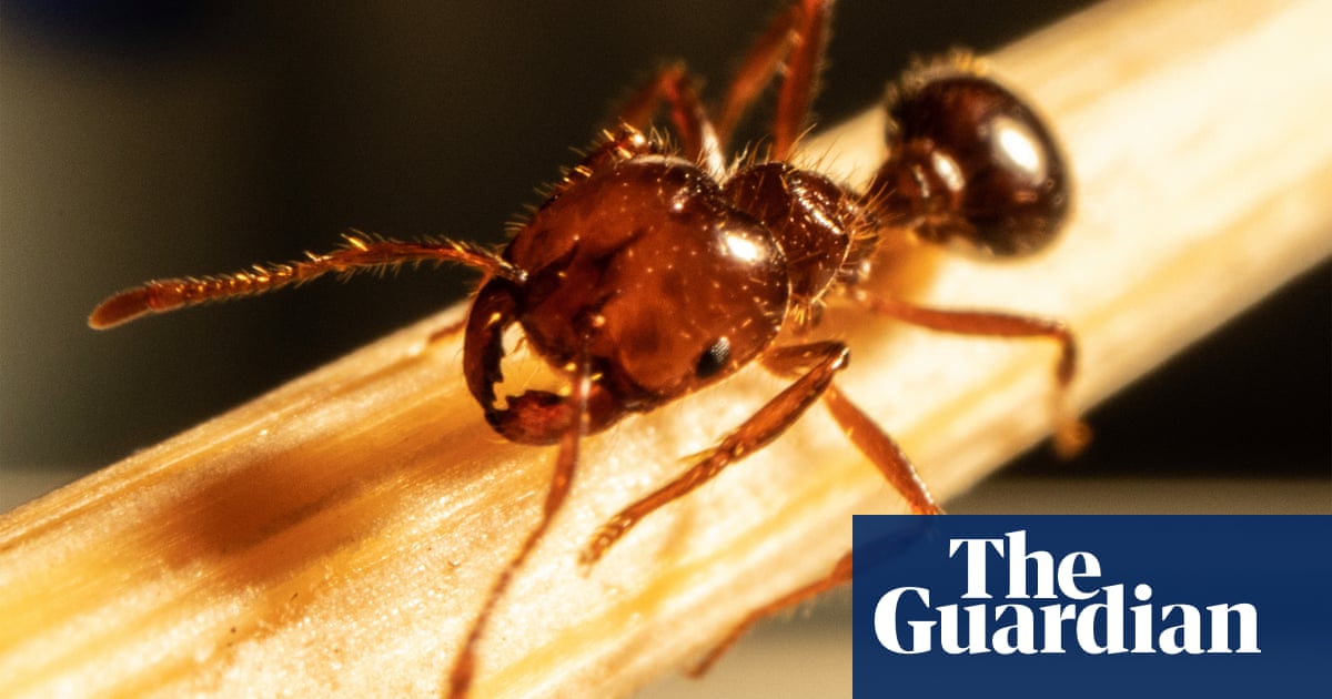 ‘One of the world’s worst super pests’: fire ants escape Queensland in ‘treated turf’ brought into NSW | Invasive species