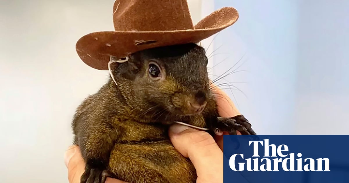 Peanut the Instagram-famous squirrel is seized by New York officials | Animals