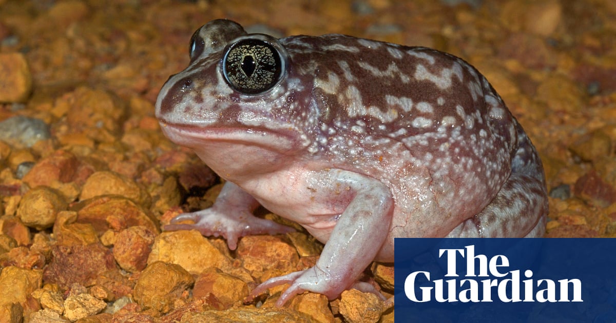 From local pond to outback dunny, Australia’s biggest frog count is here – and researchers need your help | Environment