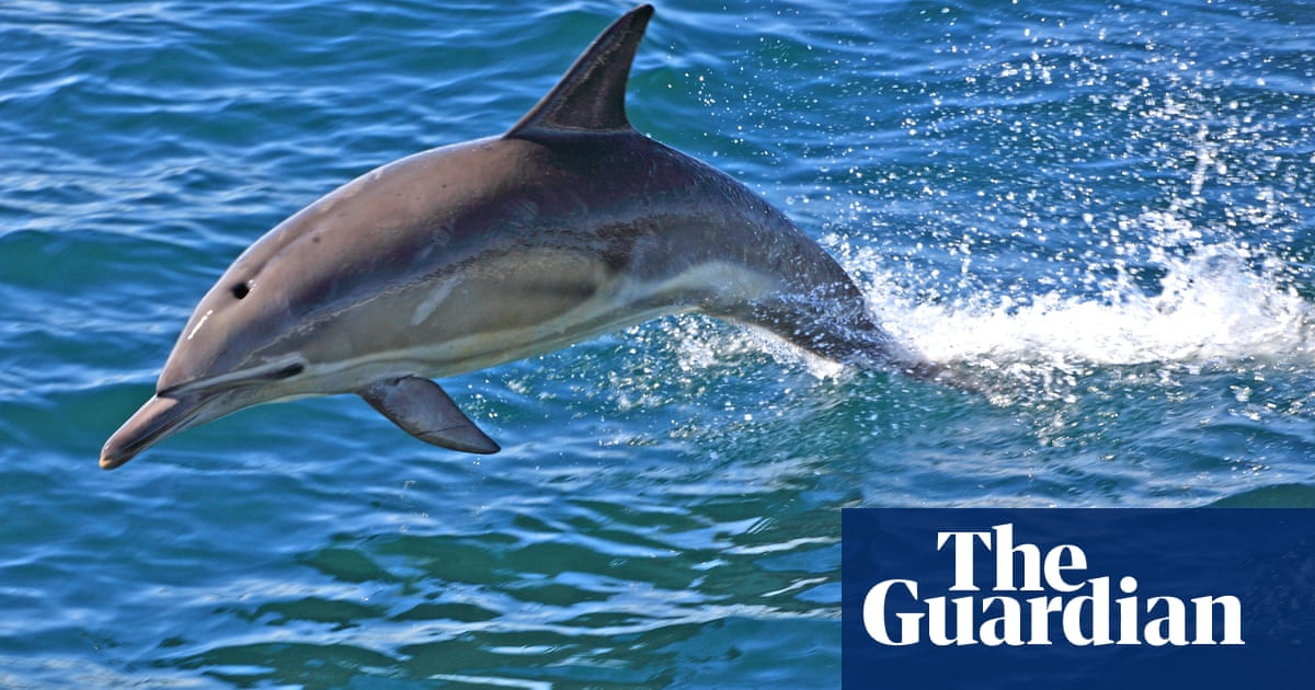 Butchered remains of dolphin discovered on New Jersey beach | New Jersey