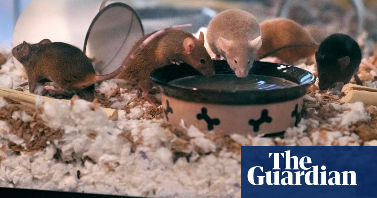 New Hampshire animal shelter struggles to house 1,000 mice | New Hampshire