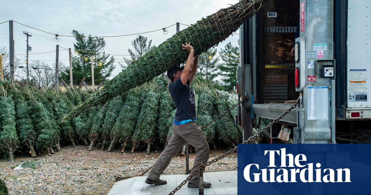 Imported Christmas trees cost more thanks to post-Brexit checks | International trade