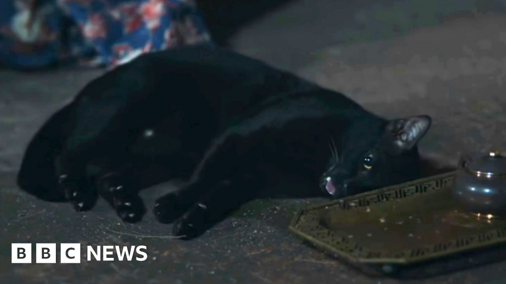 Convulsing cat in Thai TV drama sparks abuse concerns