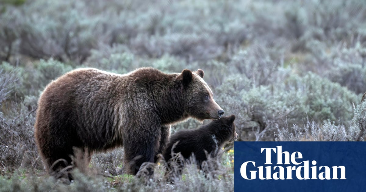 Remains of beloved Grizzly No 399 killed by car returned to Wyoming park | Wyoming