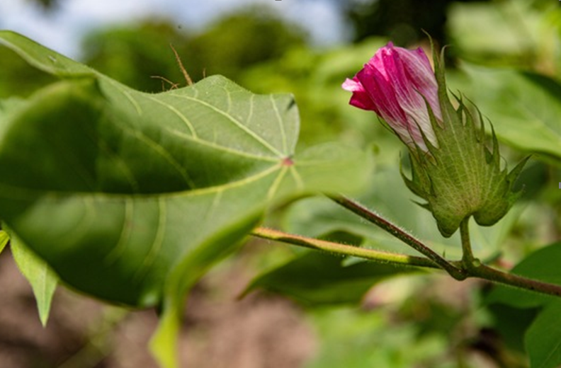 AbTF, CmiA support Benin’s sustainable cotton sector