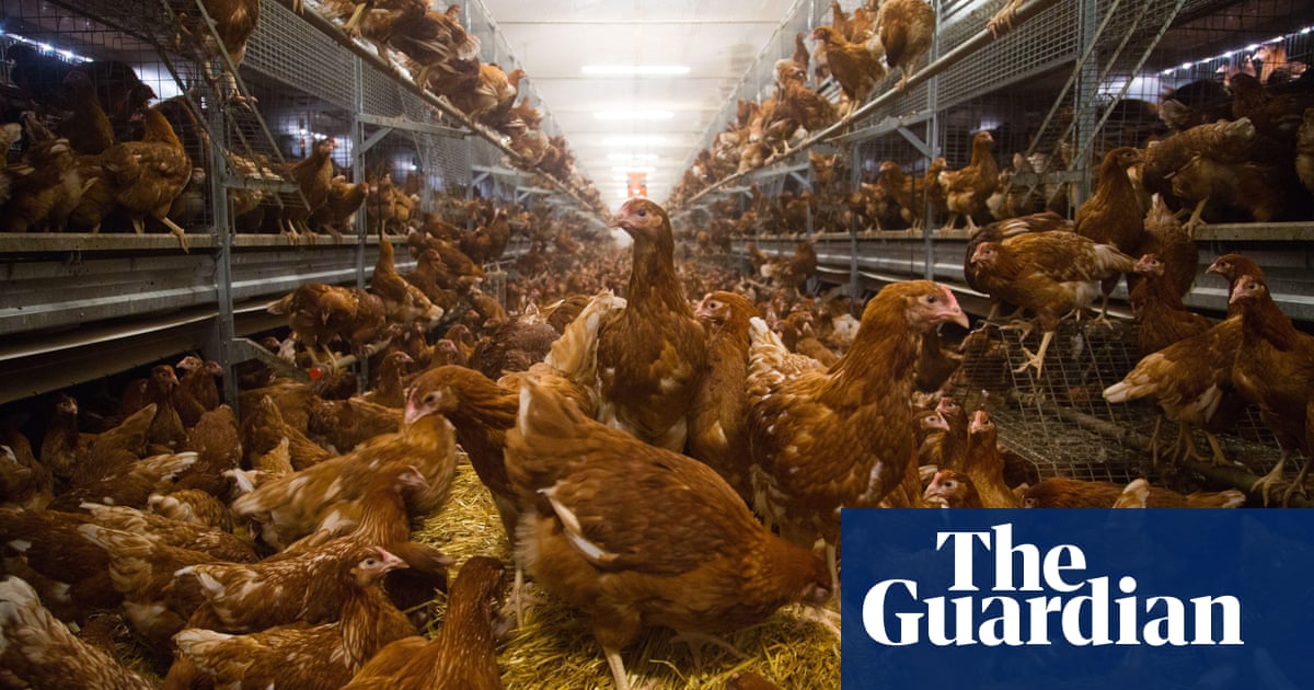 UK’s intensive farming hotspots have 79 times more chickens than people, data shows | Farming