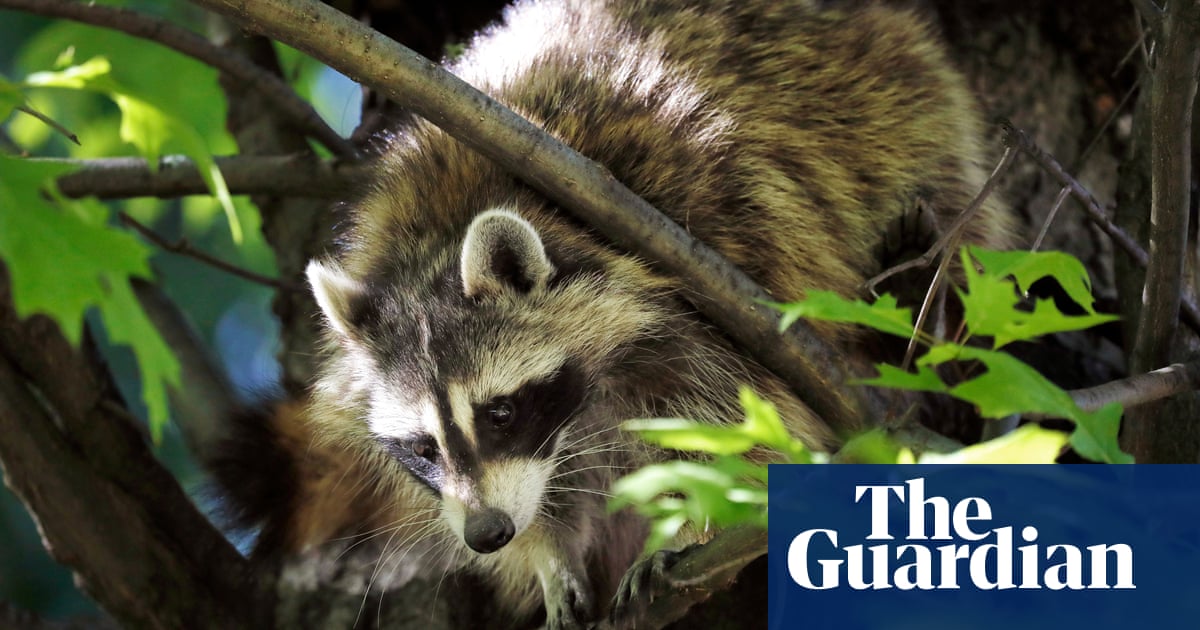 Mayhem at New York airport after raccoon falls through ceiling: ‘The most LaGuardia thing’ | New York