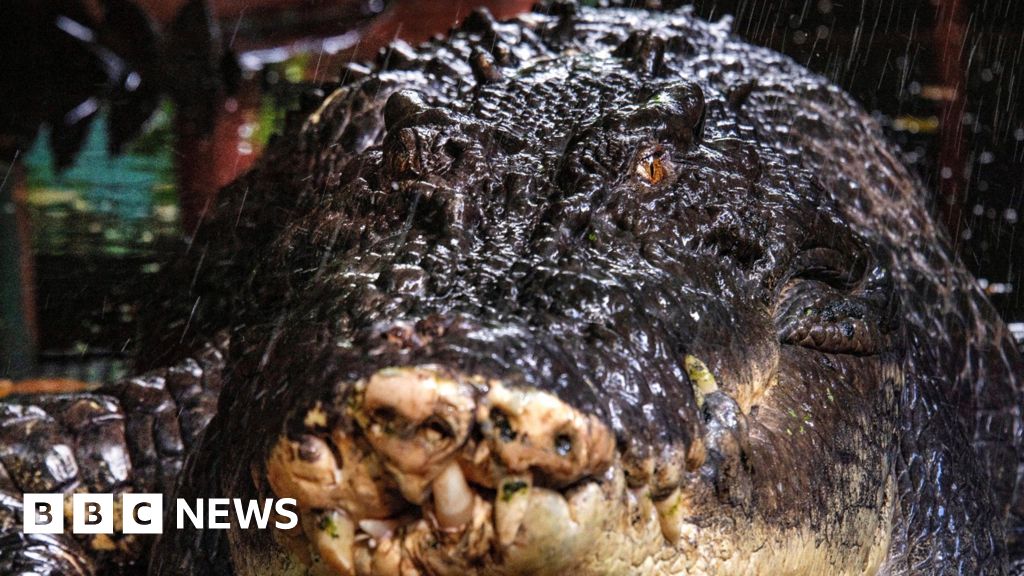 World's largest crocodile in captivity dies