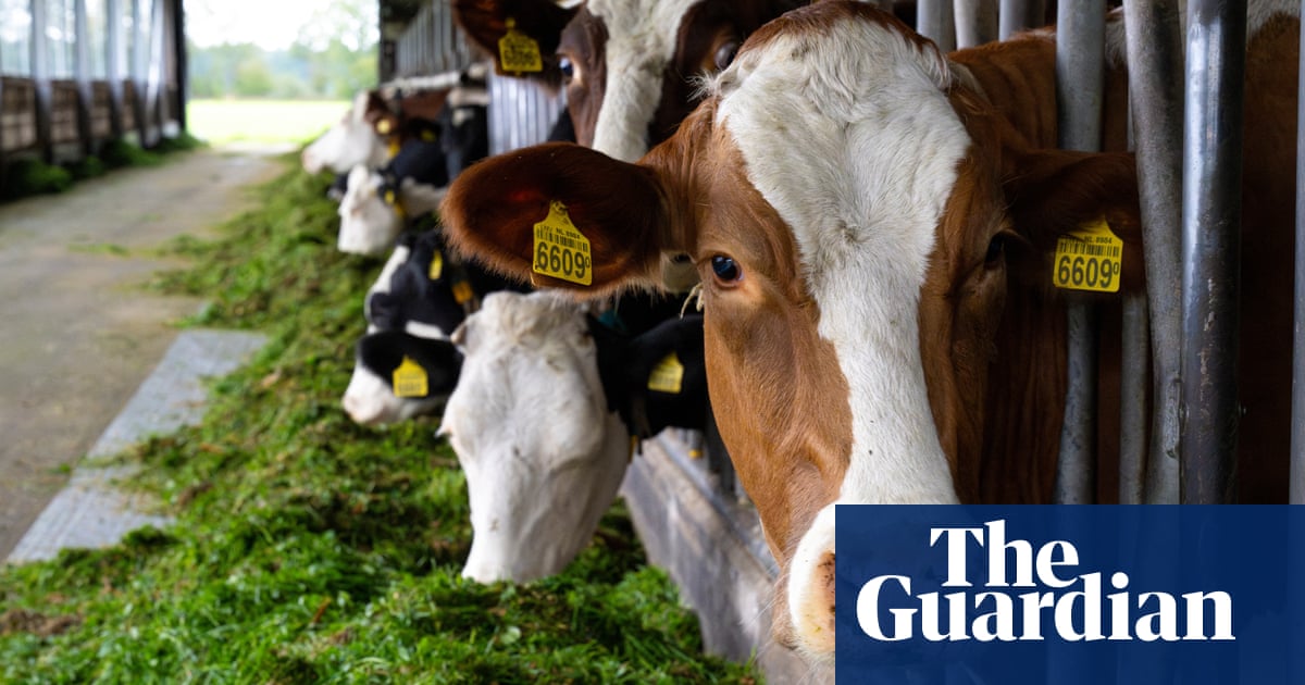 ‘We didn’t realise how hard it is’: small farmers in Europe struggle to get by | Farming