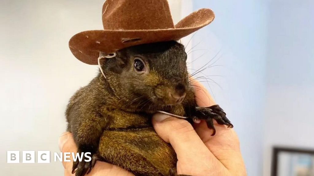 US authorities seize Instagram-famous squirrel