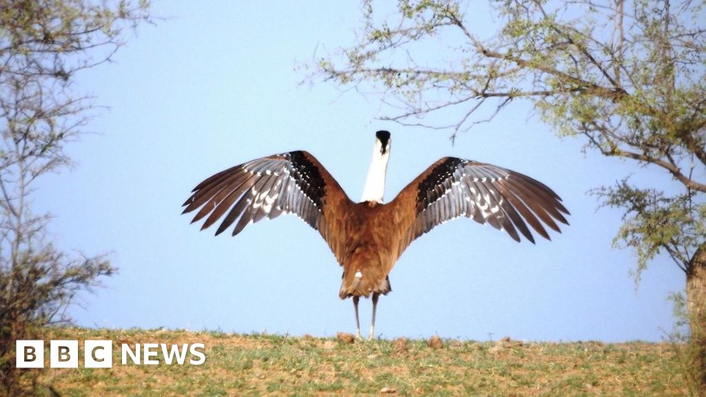 experts hail breakthrough in bid to save native bird