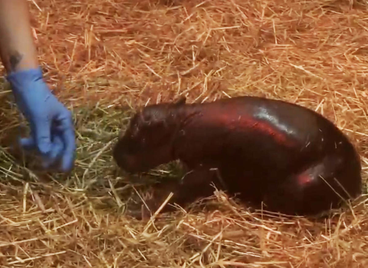 'Who deng?' Edinburgh Zoo announces birth of baby pygmy hippo named Haggis