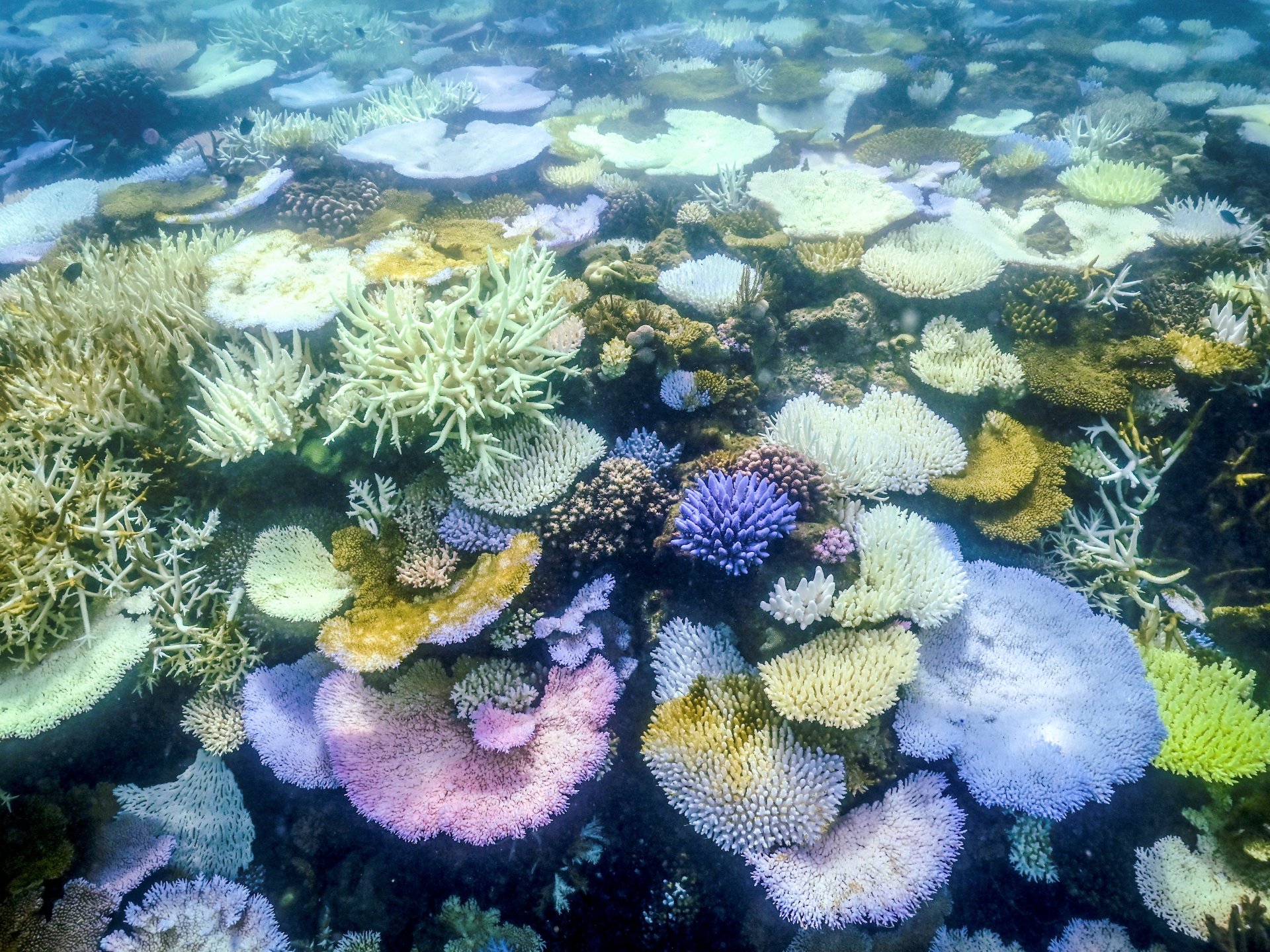 Parts of Great Barrier Reef record highest coral deaths due to heat, storms | Climate Crisis News