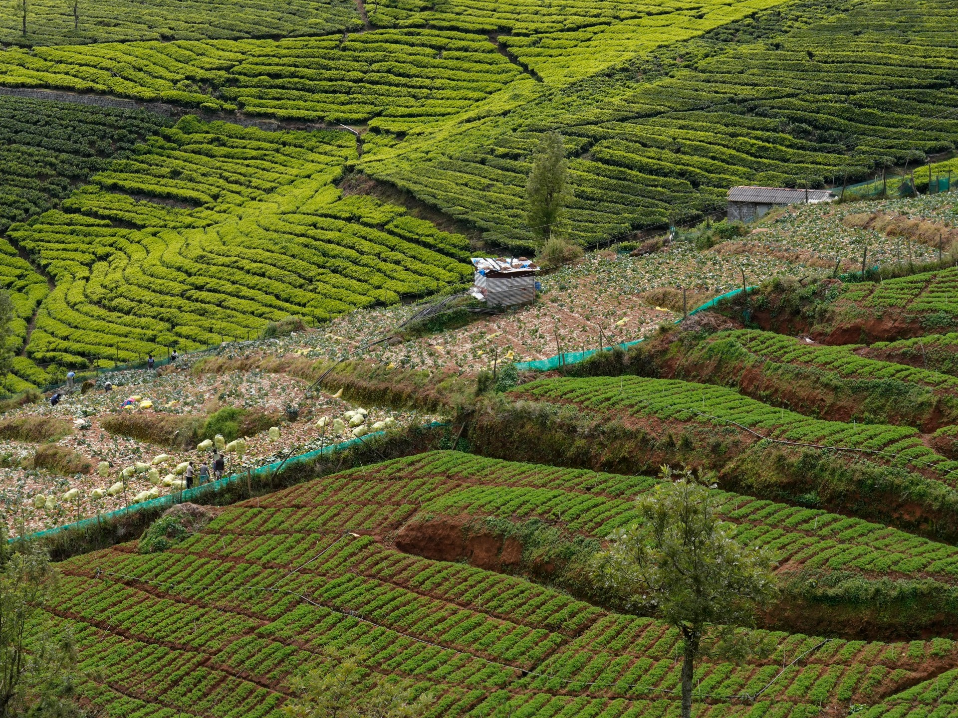 Efforts brew to revive ‘green deserts’ in southern India’s tea country | Environment