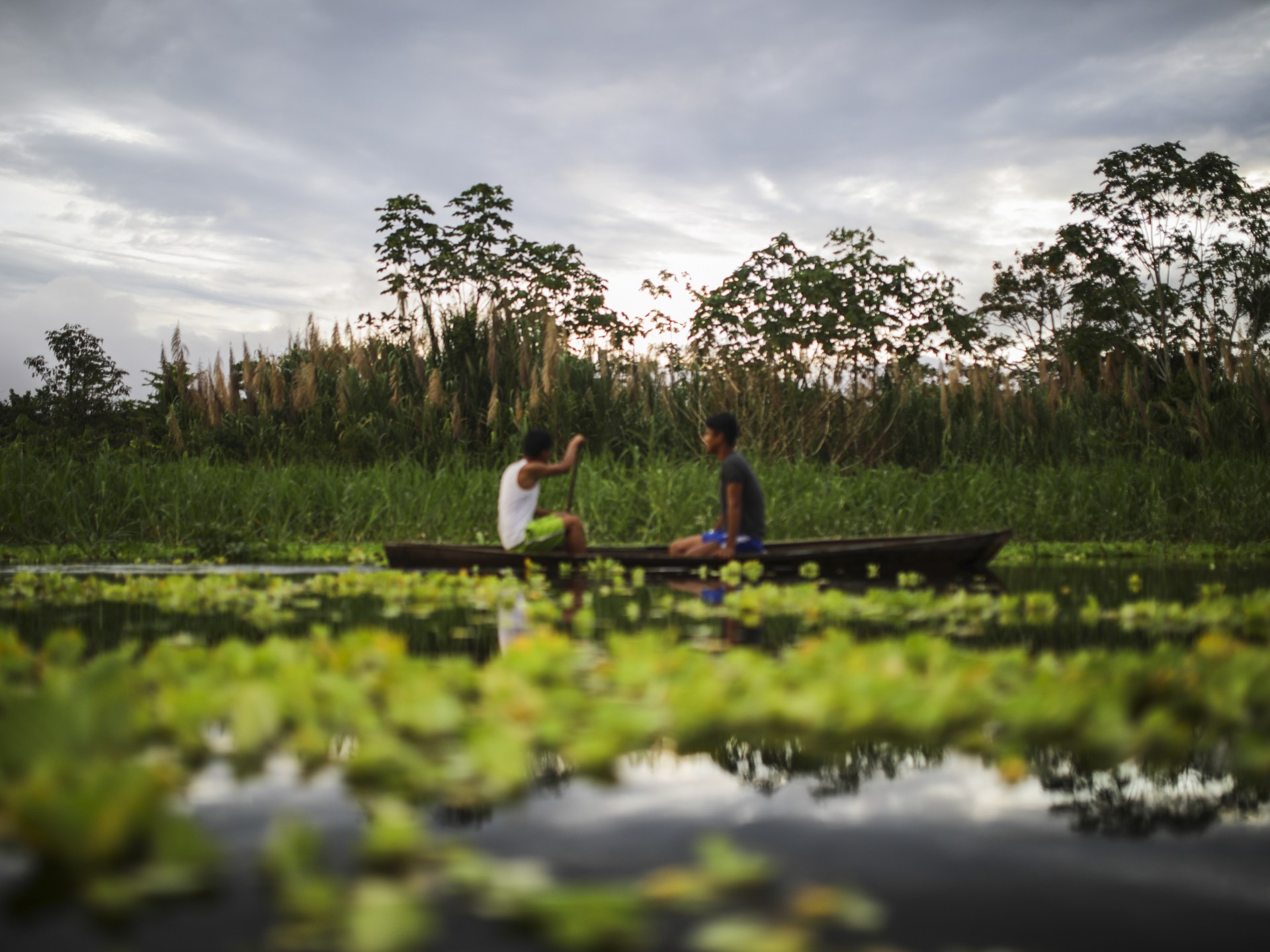 Why is an Ecuador forest petitioning for the rights to a song? | Explainer News