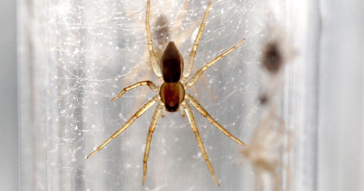 Why are 10,000 giant spiders on the loose in the UK? | Environment News