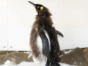 Famously extra large penguin Pesto is molting