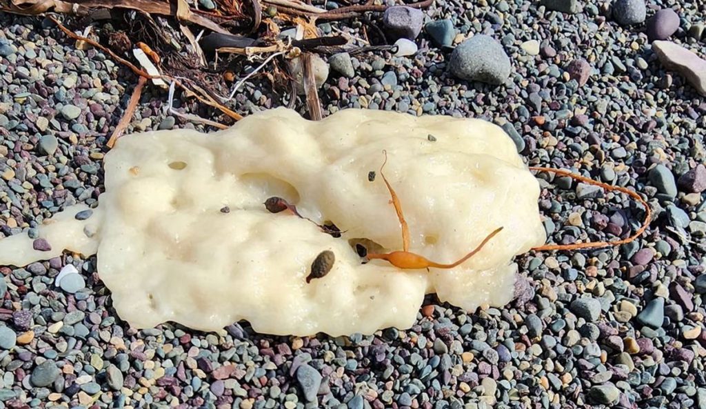 Mysterious White Blobs Are Washing Up on Canadian Beaches