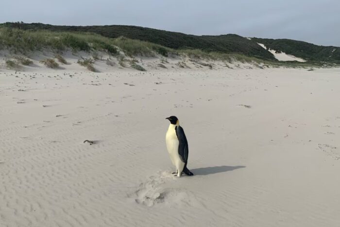 Emperor Penguin Swims to Australia