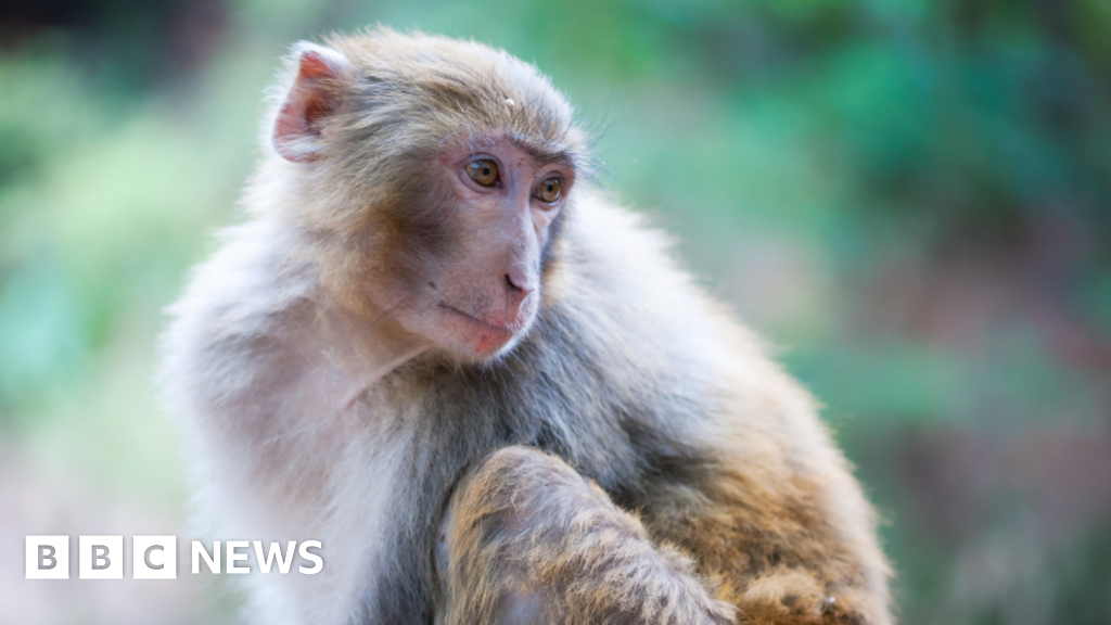 Forty-three monkeys on the loose after escaping from US research lab