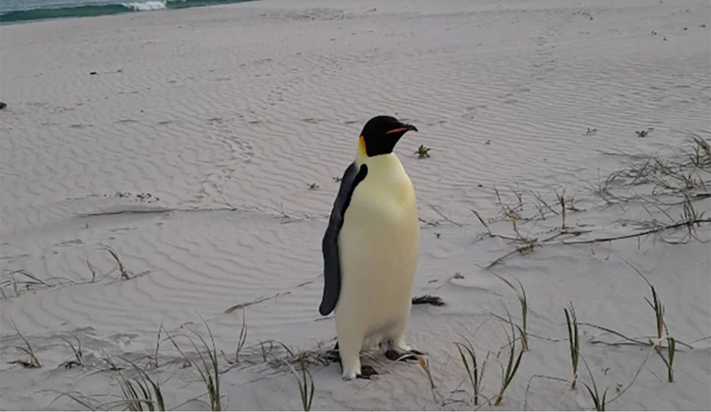 A Lost Emperor Penguin Swam From Antarctica to Australia