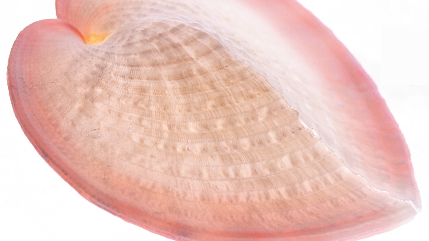 A heart-shaped mollusc shell's striations resemble fiber optic cables : NPR