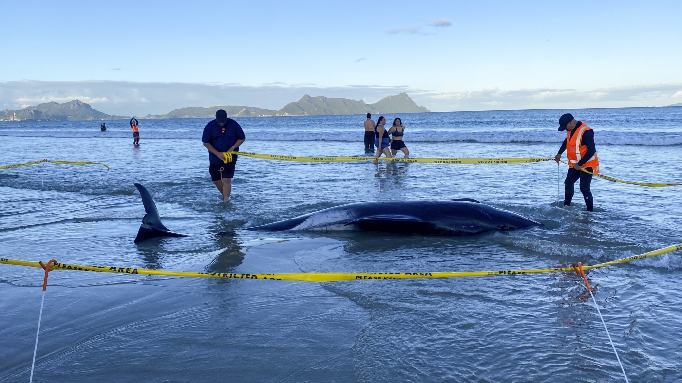 New Zealanders save about 30 beached whales : NPR