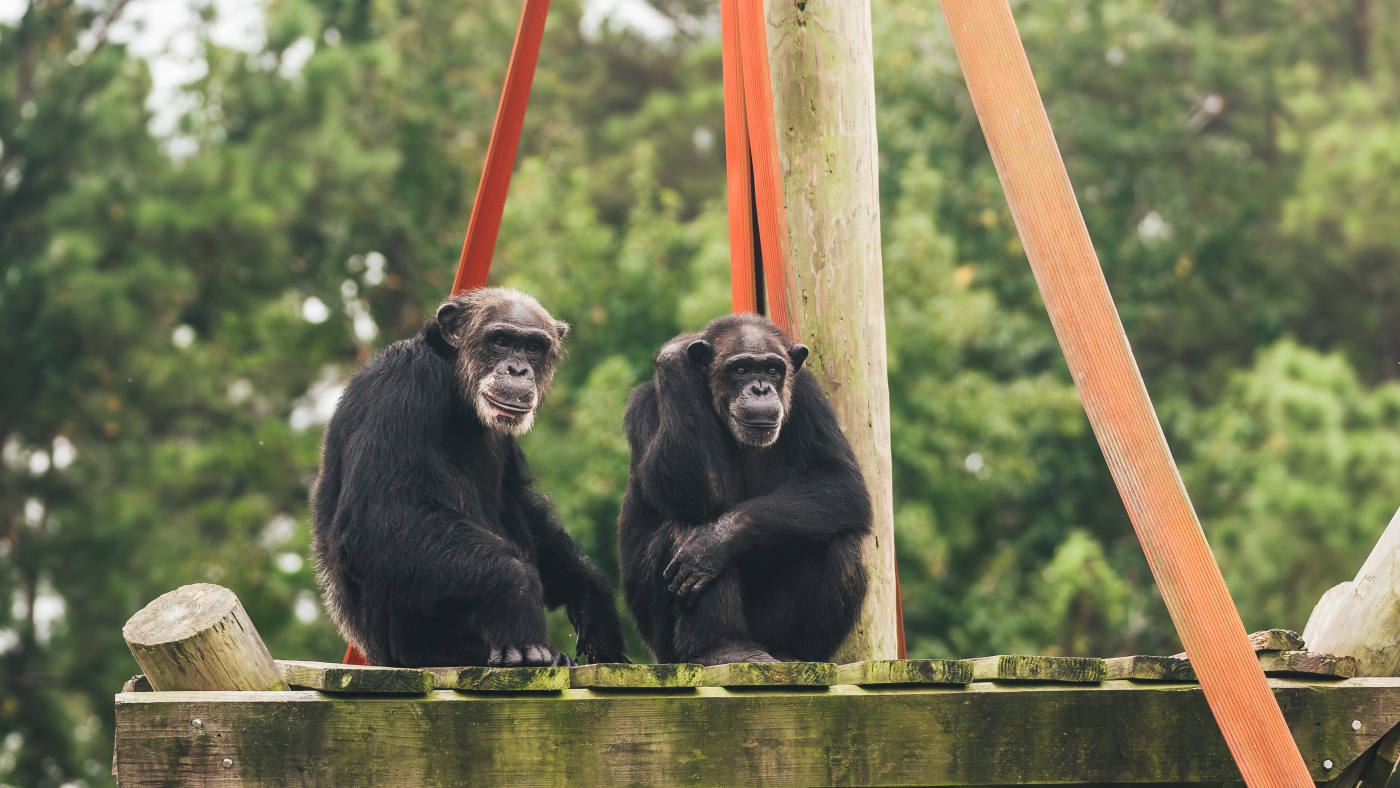 Frail chimps headed from New Mexico to Louisiana chimpanzee sanctuary : Shots