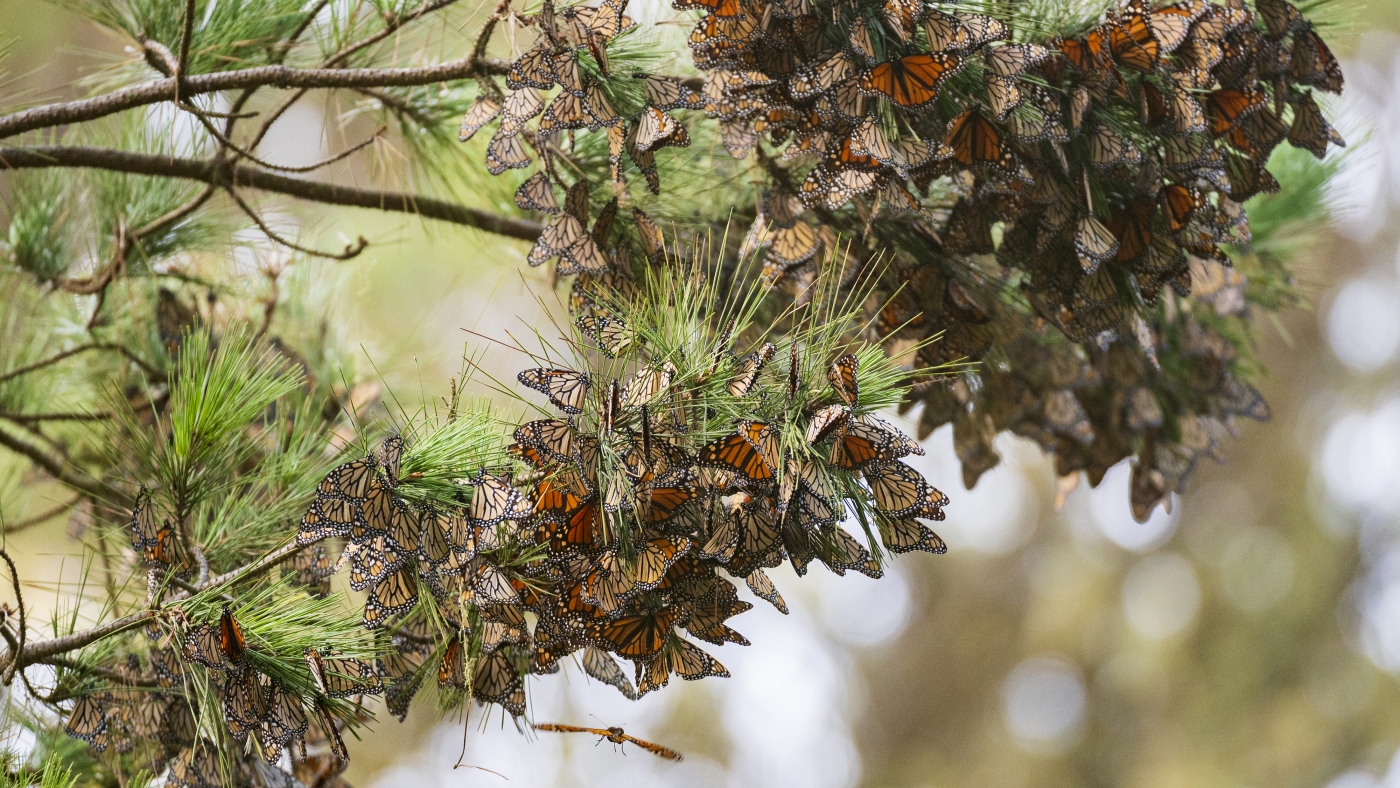 Monarch butterfly may be listed soon as threatened or endangered : NPR