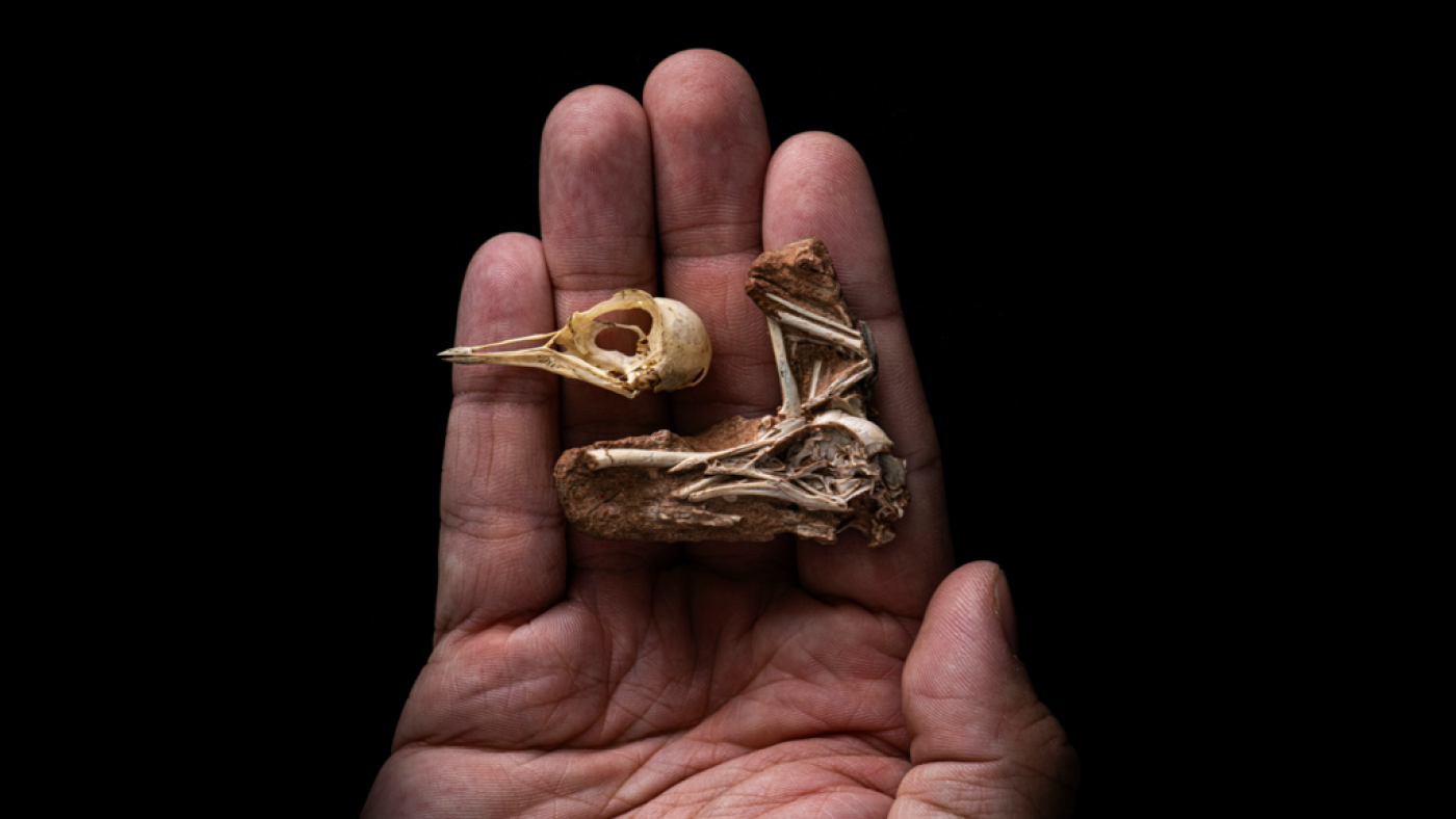 Small bird fossil fills gap in dinosaur to bird brain evolution : NPR