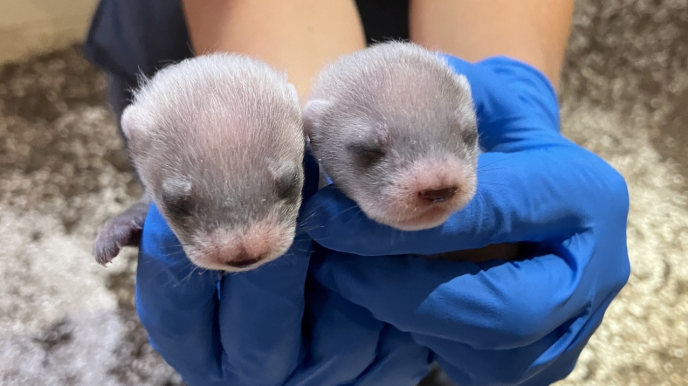 Black-footed ferrets born to a cloned mom : NPR