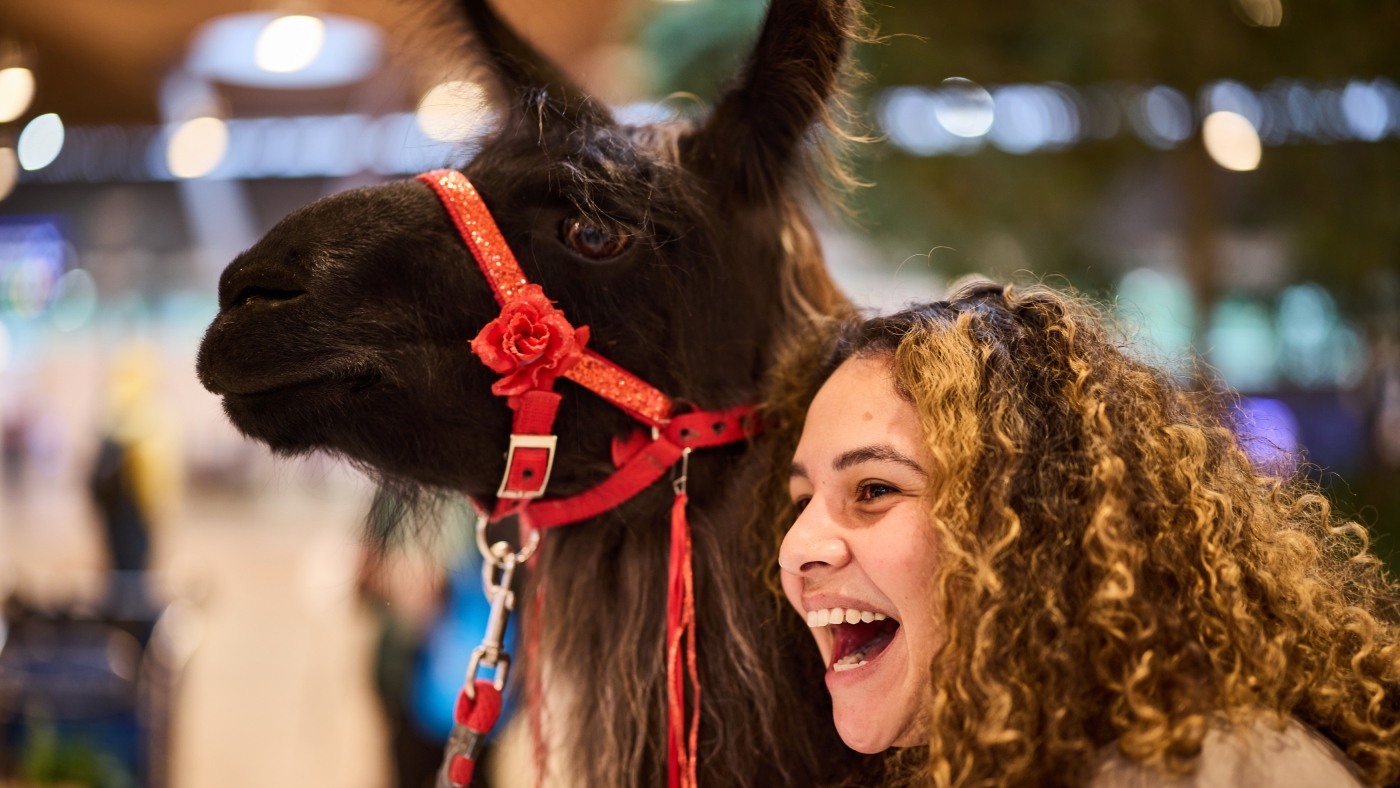 A therapy llama and alpaca spread joy and ease anxiety at the Portland airport : Shots